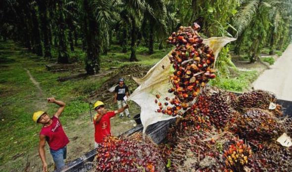 avoid palm oil