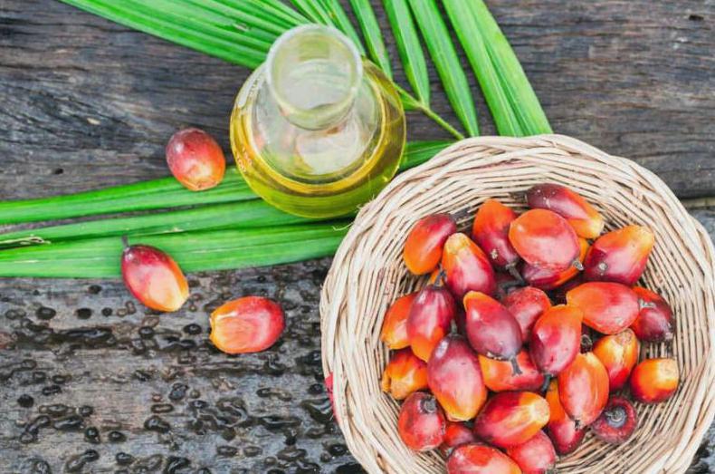 What are the economic impacts of palm oil production?