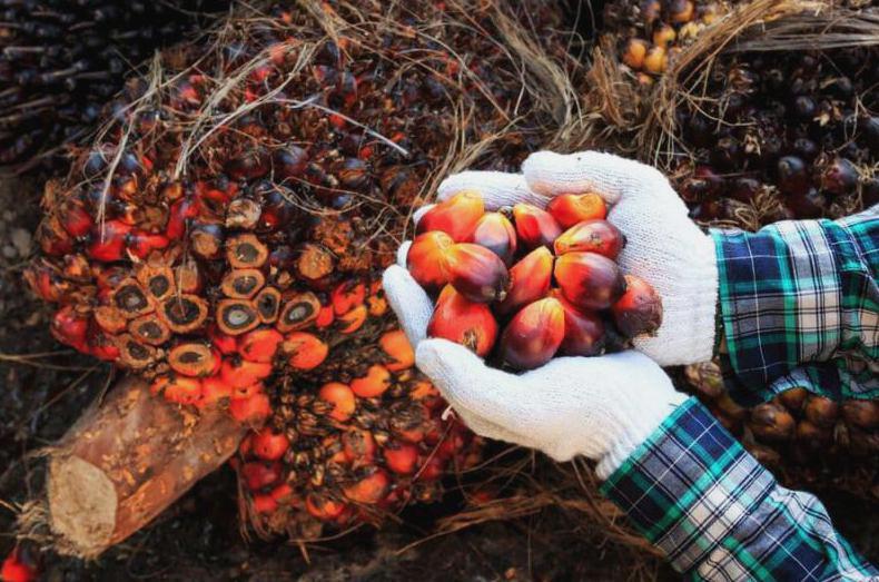 What are the uses of palm oil?