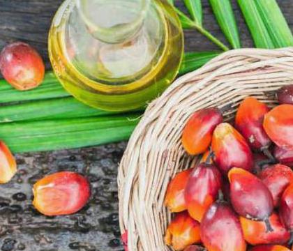 What are the economic impacts of palm oil production?