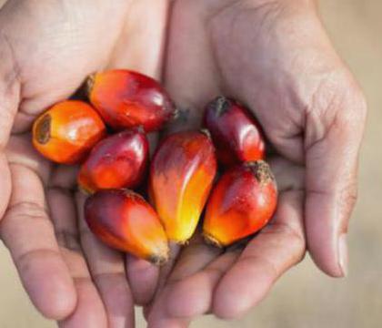 Boycotting palm oil